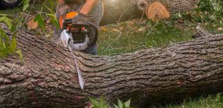 Best Hedge Trimming  in Brookridge, FL