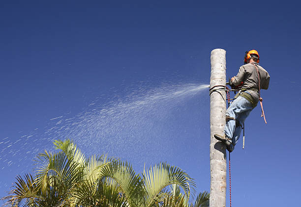 Best Tree Maintenance Programs  in Brookridge, FL