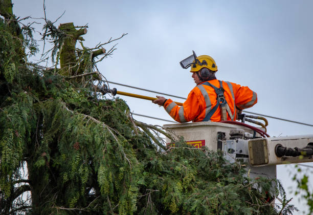 Best Tree Cabling and Bracing  in Brookridge, FL