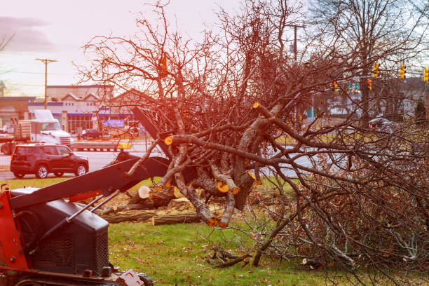 Best Leaf Removal  in Brookridge, FL