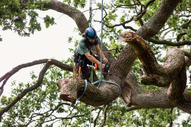 Best Emergency Tree Removal  in Brookridge, FL