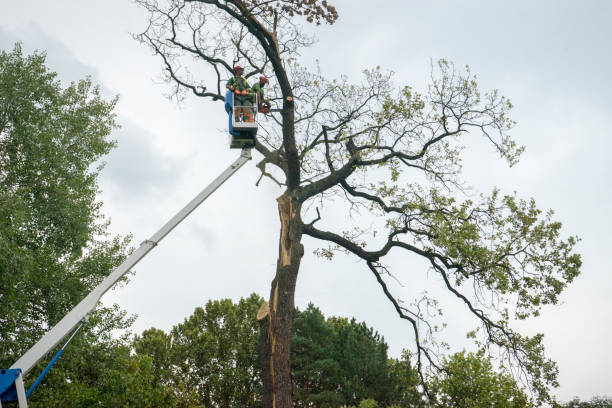 Best Tree Preservation Services  in Brookridge, FL