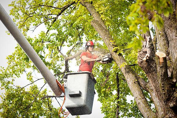 Reliable Brookridge, FL Tree Care Solutions