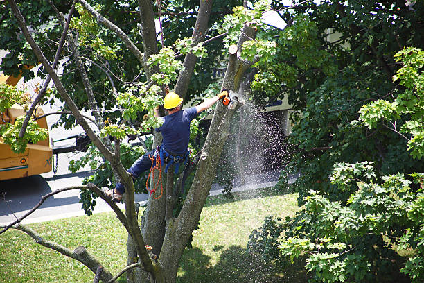 Best Tree Mulching  in Brookridge, FL